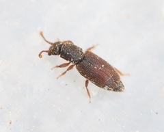 Monotoma bicolor