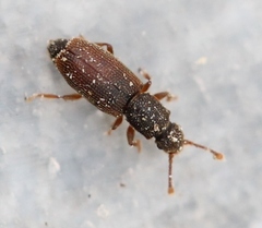 Monotoma bicolor