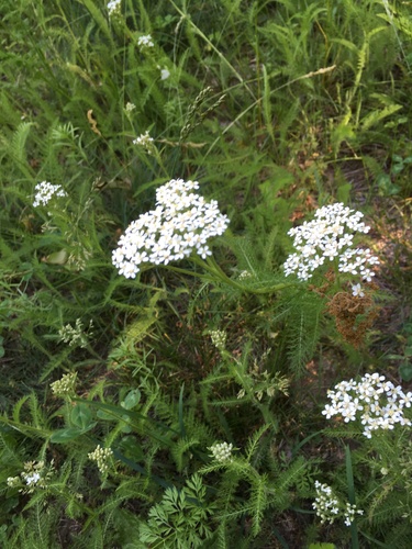 Gemeine Schafgarbe (Achillea millefolium): Herkunft und Verwendung — Foto 1