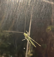 Tettigoniidae
