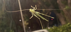 Tettigoniidae