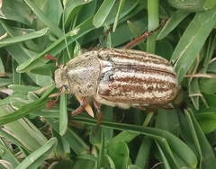 Anoxia australis