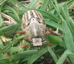 Anoxia australis