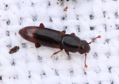 Rhizophagus bipustulatus