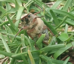 Anoxia australis