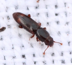 Rhizophagus bipustulatus