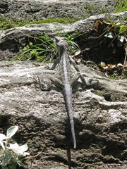 Laudakia tuberculata