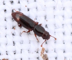 Rhizophagus bipustulatus