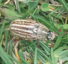 Anoxia australis