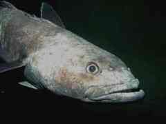 Antarctic Toothfish photo 1