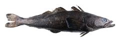 Patagonian Toothfish photo 1