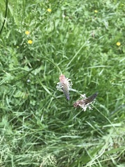 Plantago lanceolata