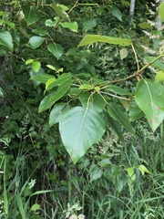 Populus