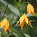 Gloriosa modesta - Photo (c) Erwin Sieben,  זכויות יוצרים חלקיות (CC BY-NC), הועלה על ידי Erwin Sieben