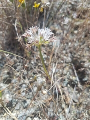 Allium lacunosum