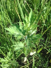 Artemisia vulgaris