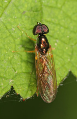 Sargus decorus