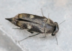 Tomoxia bucephala