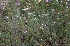 Asperula supina