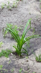 Rhynchospora corniculata