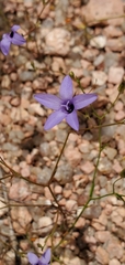 Campanula reverchonii