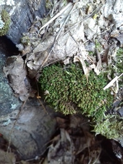 Ptychostomum moravicum