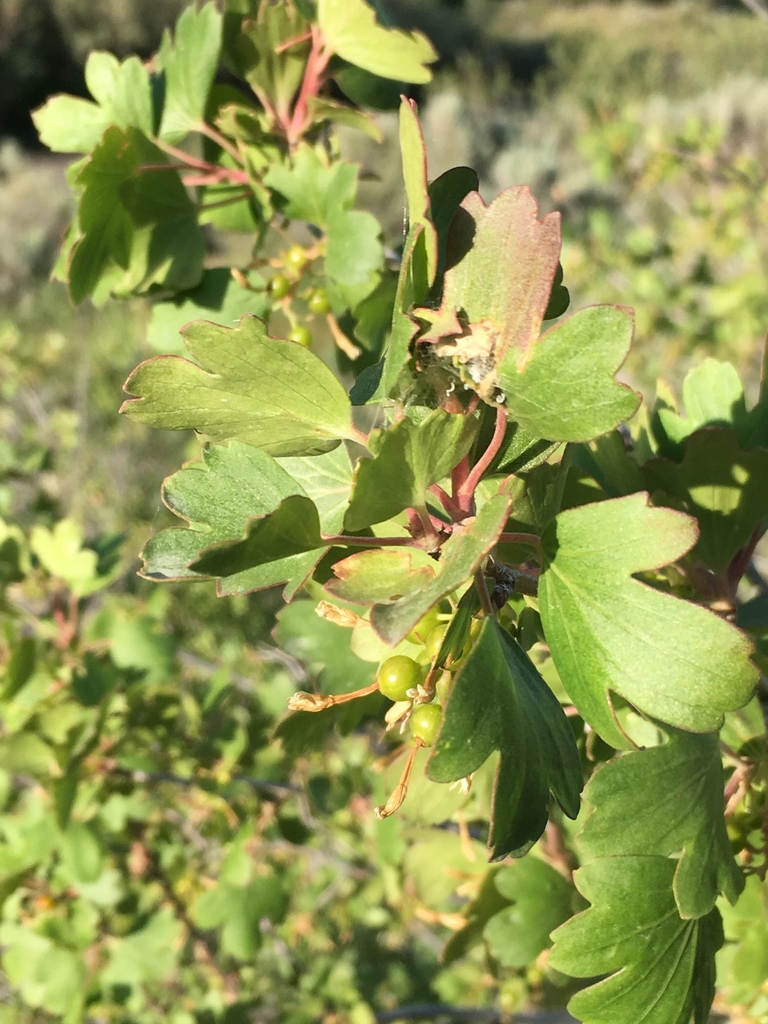 golden currant from Cassia County, US-ID, US on June 13, 2020 at 07:19 ...