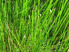 Eleocharis
