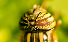Eristalodes