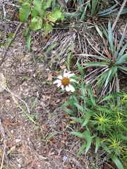Echinacea angustifolia angustifolia