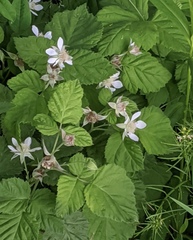 Rubus × loganobaccus