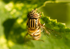 Eristalodes
