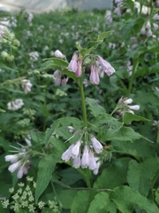 Symphytum × uplandicum