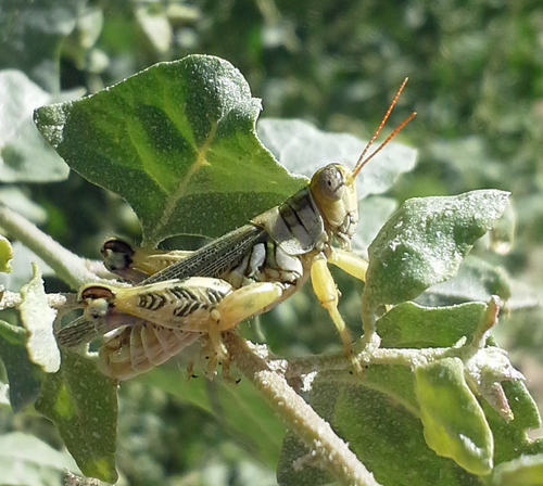 Narrow-winged Saltbush Grasshopper photo 5