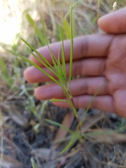 Erigeron reductus