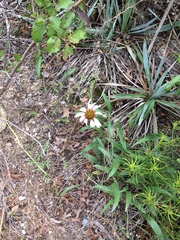 Echinacea angustifolia angustifolia