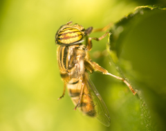 Eristalodes