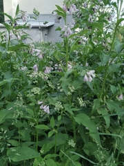 Symphytum × uplandicum