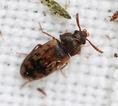 Mycetophagus multipunctatus