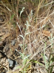 Lessingia micradenia micradenia