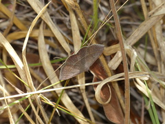 Eulepidotinae