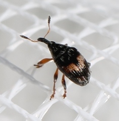 Nanophyes marmoratus