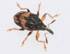 Nanophyes marmoratus