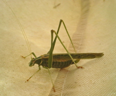 Insara elegans