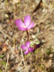 Clarkia gracilis gracilis