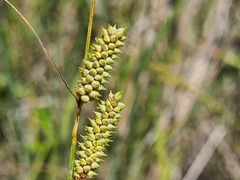 Carex diluta