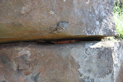 Pseudocordylus microlepidotus