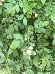 Rosa multiflora