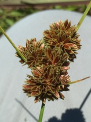 Cyperus reflexus