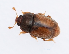 Epuraea melanocephala